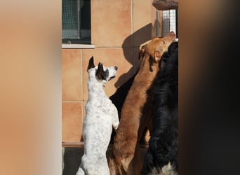 CARLA-alle lieben diese Kuschelmaus - wo ist ihre liebevolle Familie?