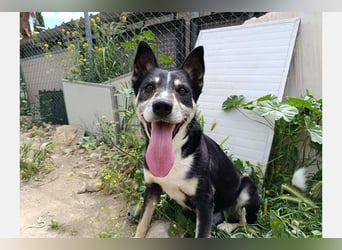 Negan(CO) Einzelprinz sucht eine ruhige Familie zum lieb haben