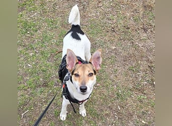 lebenslustige kleine ROXY - 3 Jahre, 38cm/8kg - Jack Russell-Mix