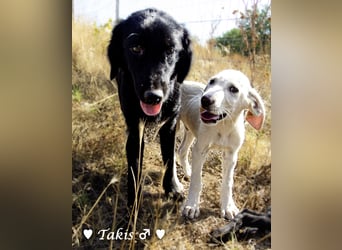 Vier wunderschöne Familienhunde suchen ein Zuhause