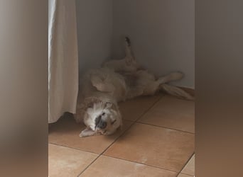 Golden Retriever Mädchen