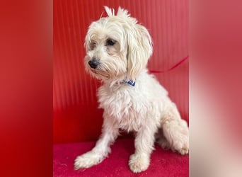 ❤️ zarte Hundeseele FIDO - 9 Jahre, 38cm/6kg - Havaneser-Mix