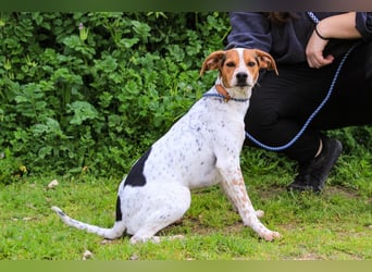 Rio, Mix Beagle / Jack Russel Terrier, lieb und verträglich