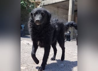Duke ❤️ aufgeweckter, junger Kroat. Schäferhund-Mix-Bub!