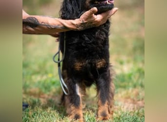Zeyko