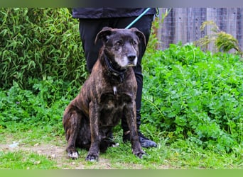 Nero, Mix Schäferhund / Castro Laboreiro, lieb und sozial