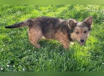 Josefine, Norwich Terrier-Mischling