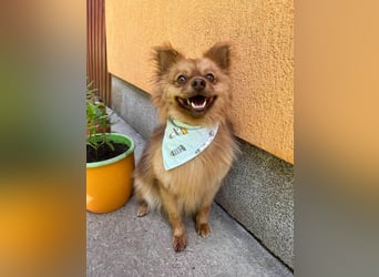 Tobi2 SR – unkomplizierter Sonnenschein sucht neues Glück