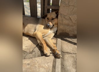 Alex - Freundlicher Jungspund sucht liebevolles Zuhause