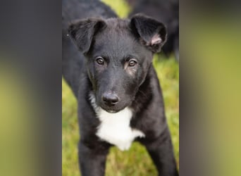 Süße Border Collie -Mudi mix Welpen