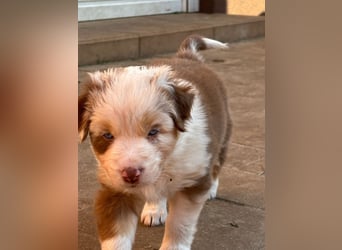 Australian Shepherd Something Special