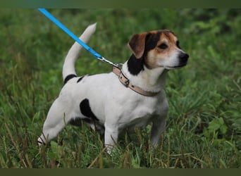 Bub 66J - Wer geht mit mir Spazieren und lehrt mich das Hunde Einmaleins