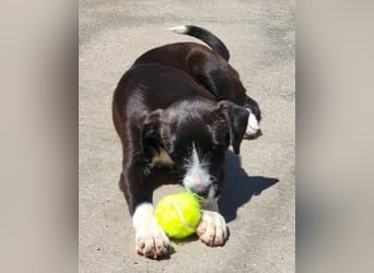 Jungrüde ♥ Xavi ♥ kleiner Herzöffner