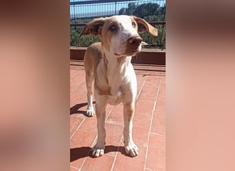quirliger freundlicher HENRI sucht liebevolles Zuhause