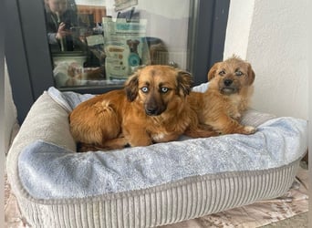 Verspieltes, freundliches, katzenverträgliches kleinbleibendes Hündinnen-Doppel / noch in Rumänien