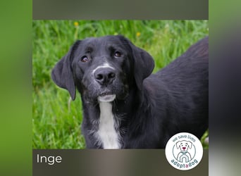 Inge: Verspieltes Kämpferherz