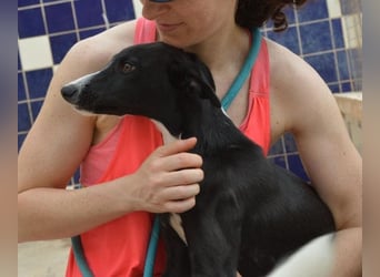 Manjo, freundlich-verspielter aufgeschlossener Galgojunge