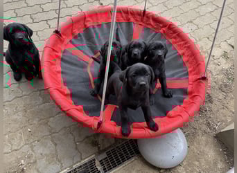 Nur 2 Labrador Weibchen mit Ahnenpass 2 Rüden & 6 Weibchen in Schwarz
