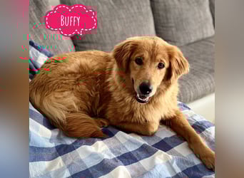Buffy braucht ein fröhliches Zuhause