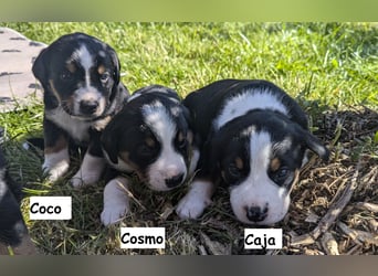 Appenzeller Sennenhund Welpen