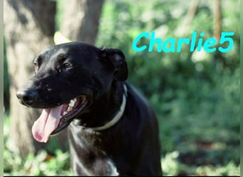 Charlie5 10/2021 (ESP) - verspielter und neugieriger Podenco-Mix hat Lebensfreude im Gepäck!