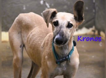 Kronos 07/2024 (ESP) - neugieriger und sanfter, zuckersüßer Galgo Welpe!