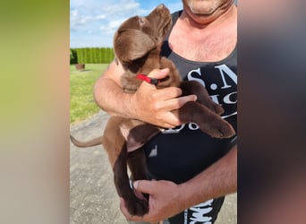 Zuckersüße Reinrassige Labrador Welpen suchen liebevolles Zuhause!