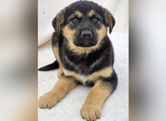 Noel, einer von 7 zauberhaften Hundewelpen die Familie suchen