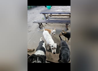 Alice die Liebe autofahrbegleiterin