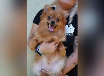 Nico SR - Kleiner Schatz sucht Liebe!