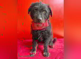 zarte kleine Hundeseele BORI - 6 Jahre, 40cm/9kg - Schnauzer-Mix