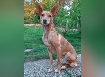 Stella, katzenverträgliche Zwerg Podenca