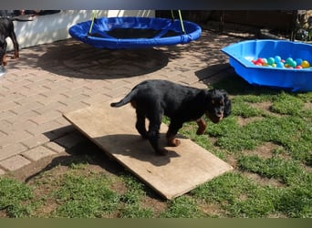 Verschmuste Gordon Setter aus familiärer Liebhaberzucht zu vermitteln
