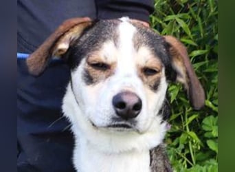 Luigi, Mix Jack Russel Terrier / Beagle , lieb und verträglich