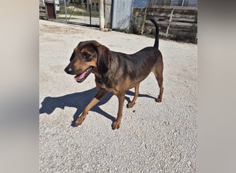Buddy Mischlingsrüde ca. 3,7 Jahre alt z.Zt. in Griechenland