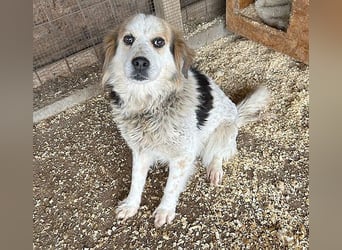 liebebedürftige FOLTI - 10 Jahre, 45cm/15kg - Mischling