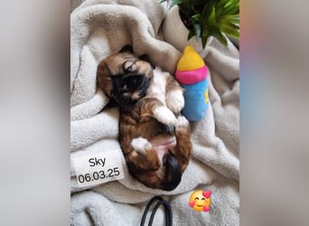 Unsere reinrassige Shih Tzu Hündin Sky sucht ab mitte Mai noch ihr neues Zuhause