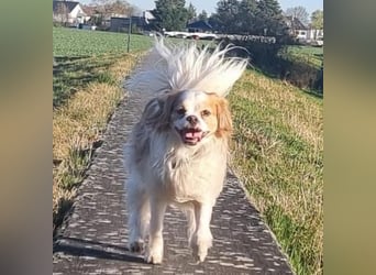 Leon verliert sein Zuhause