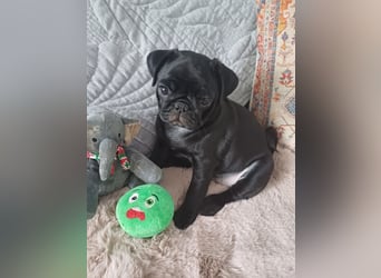 Mops welpen ab sofort Abgabe bereit.