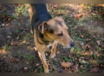 Amigo: Liebevolles Kämpferherz