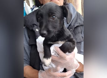 ⭐️LEXY⭐️, Hündin, 2,5 Monate, 17 cm, Mischling, Tierschutz