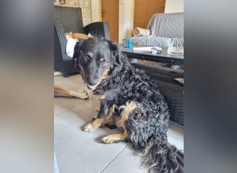 Hütehund/Schäferhund Mischling Jago