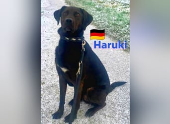 Haruki, 11/18 - VERMITTLUNGSHILFE, sucht DRINGEND
