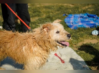 Messi, ein Hund mit viel Potential