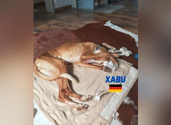 Xenon,geb.08/23,lieber Podenco sucht seine Familie,bereits auf Pflegestelle in Deutschland