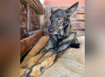 Draco