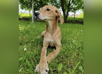 Linja eine elegante kleine Dame