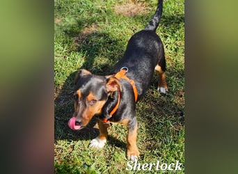 Sherlock freut sich auf Deinen Besuch