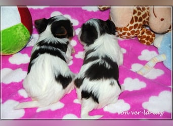 Yorkshire Terrier Mädchen- schoko-weiss-gold