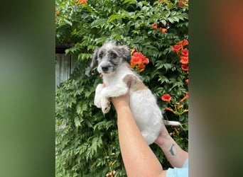 Vili, geboren 07.04.2025, 25cm sucht seine Menschen